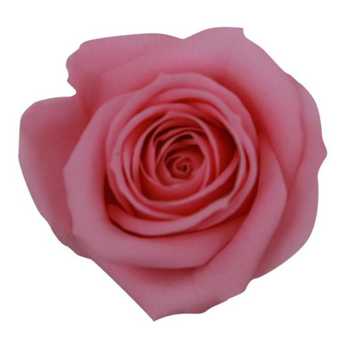 SCATOLA 12 ROSE MINI PINK PAST